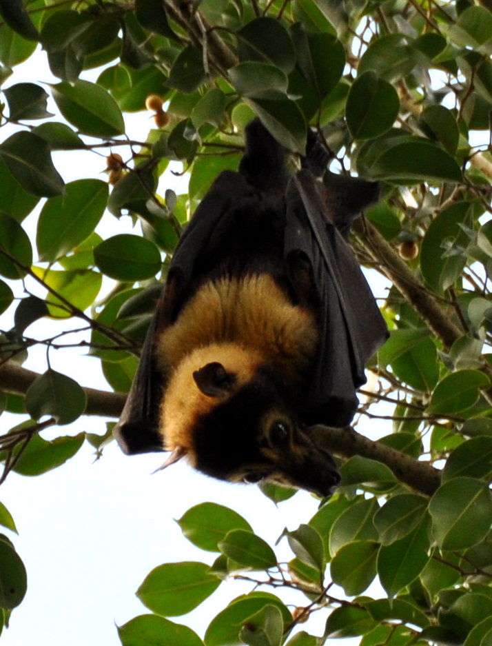 fruit bat. for Spectacled Fruit-ats