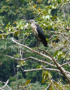 W-N Heron in tree