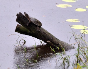 Wild_Wings_Swampy_Things_Wetland_Saw-shelled Turtle