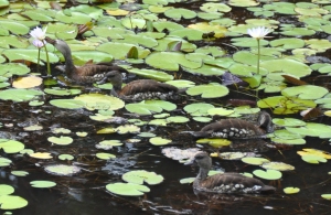 wild_wings_swampy_things_birds_spotted whistling ducks