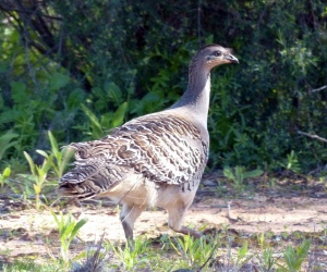 Mallee fowl1