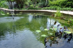 Fresh-water swimming pond with fish and plants.