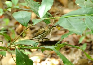 Gould's Bronze-Cuckoo with a  Four O'Clock Moth (Dysphania fenestrata) larva