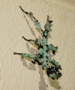 20150907_Wild_Wings_Swampy_Things_ Spiny-leaf Insect-001