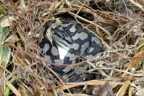 1-Carpet snake with eggs